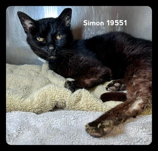 A senior medium-sized male Black Domestic Short Hair cat named Simon for adoption in Marietta, GA