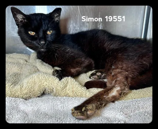 Simon thumbnail 2