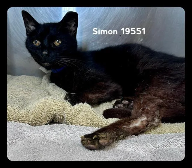 Simon thumbnail 3