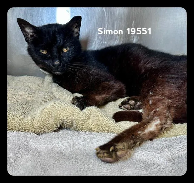 Simon thumbnail 4