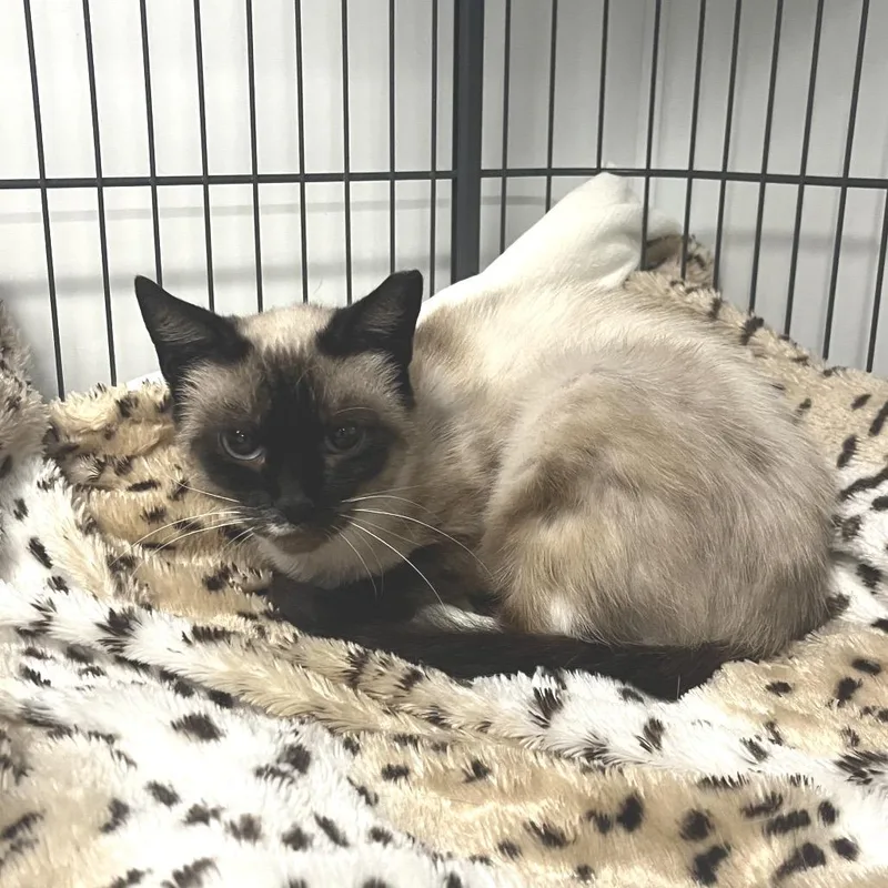 An adult medium-sized female Siamese cat named Nala for adoption in East Hampton, NY