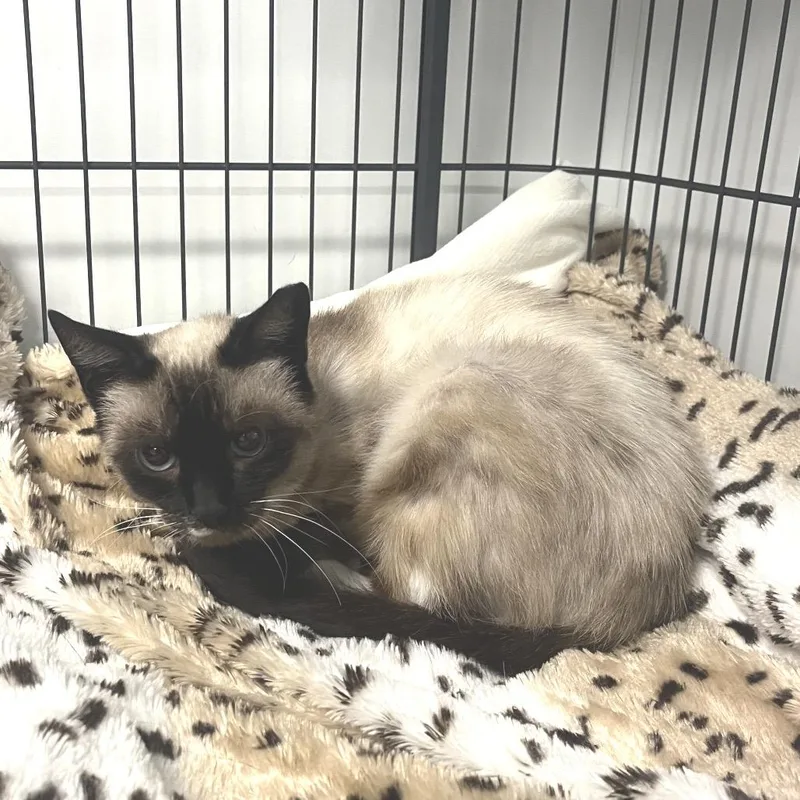 Nala thumbnail 2