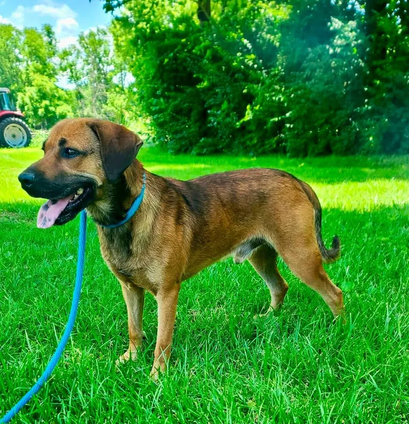 An adult medium-sized male Hound dog named Ol Red for adoption in Harrodsburg, KY