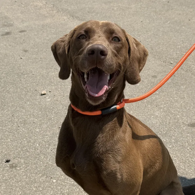 An adult medium-sized female Brown / Chocolate Labrador Retriever dog named Brandy for adoption in Columbia, SC