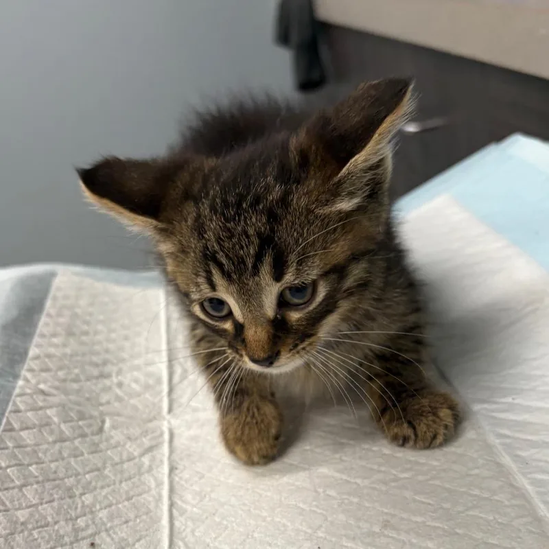 A baby small-sized male Brown / Chocolate Domestic Short Hair cat named .jpeg for adoption in Oak Park, IL