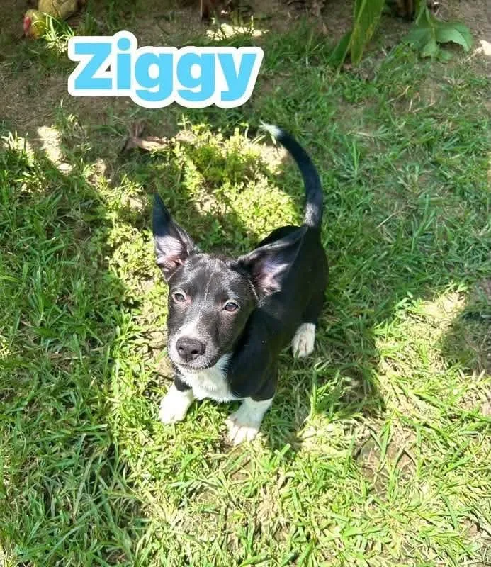 A baby medium-sized female Black Rat Terrier dog named Ziggy for adoption in Watertown, CT