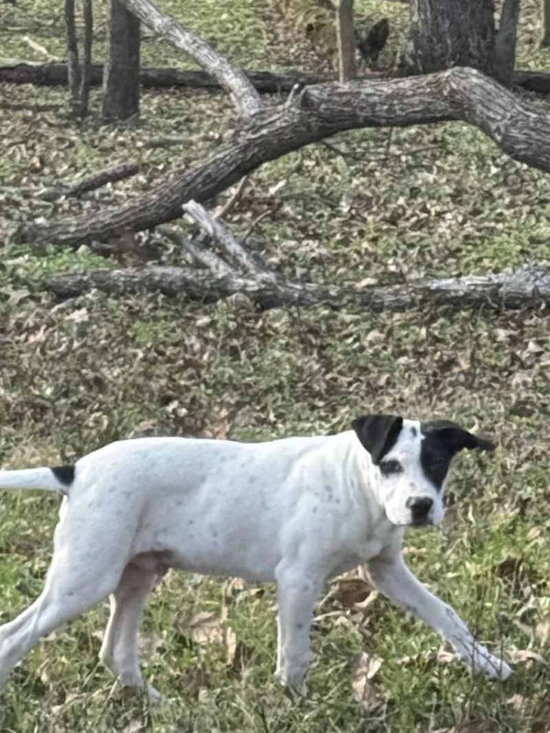 A young medium-sized male Pit Bull Terrier dog named Kipper for adoption in Holly Springs, MS