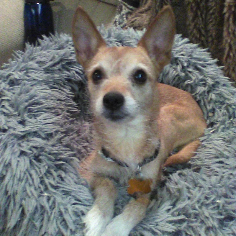 Izzy thumbnail 6