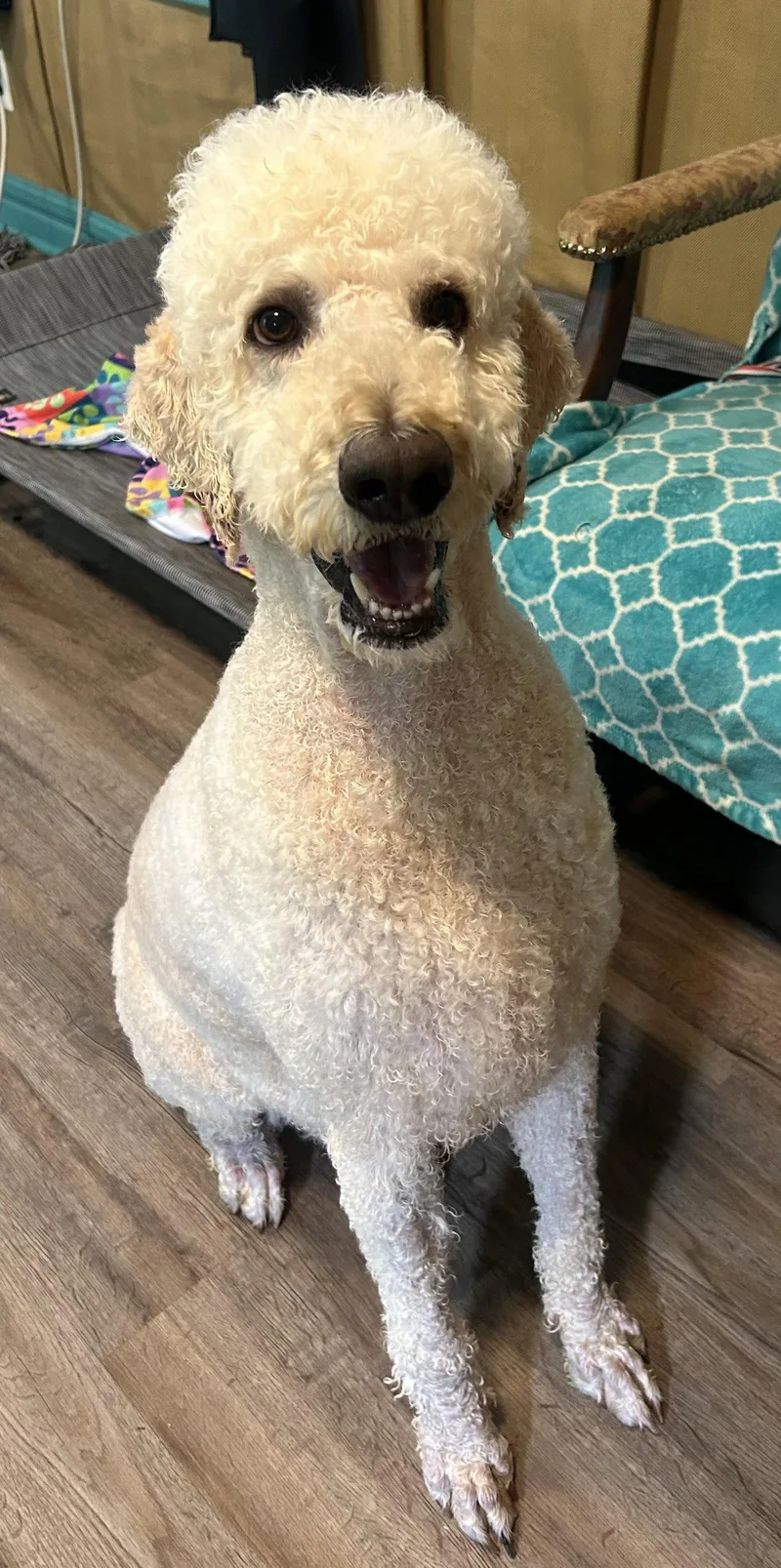 An adult large-sized male Standard Poodle dog named Caden May   for adoption in Pacolet, SC
