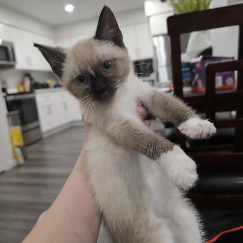 Pablo