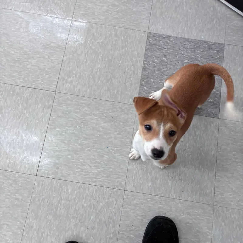 A baby small-sized male Shiba Inu dog named Mars for adoption in Dixon, IL