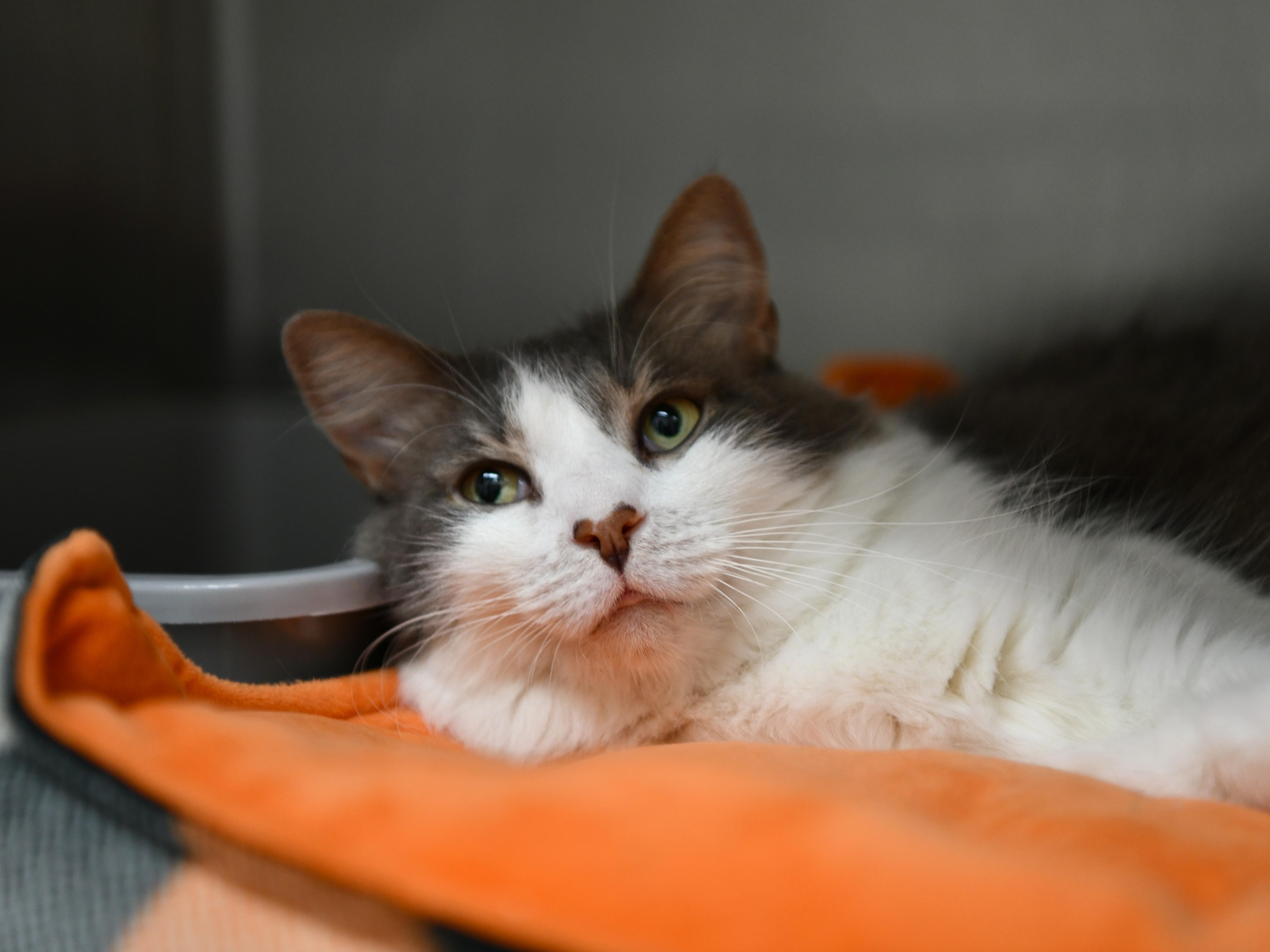 An adult large-sized female Gray & White Domestic Medium Hair cat named Ooky for adoption in Fairhope, AL