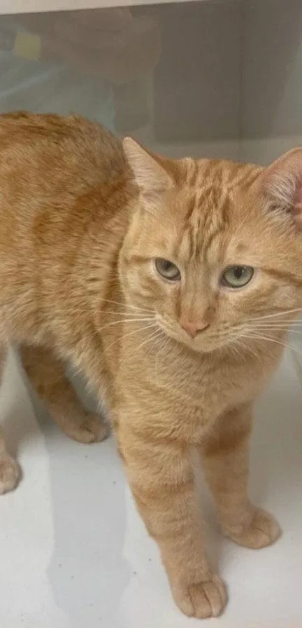 A baby medium-sized male Orange / Red Domestic Short Hair cat named Cal A. for adoption in Frisco, TX