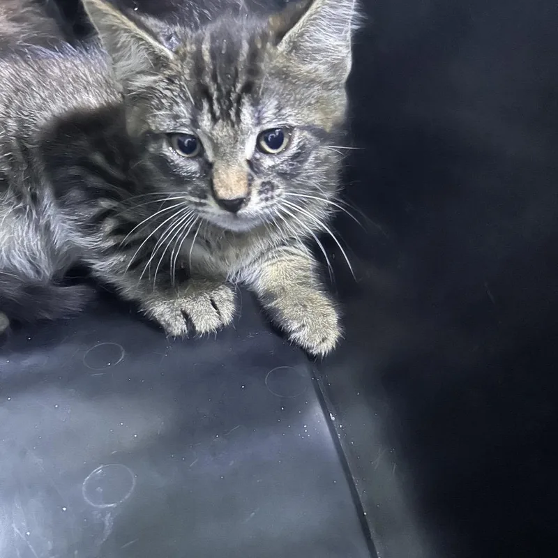 A baby small-sized male Black Domestic Short Hair cat named Lion for adoption in Summerville, SC