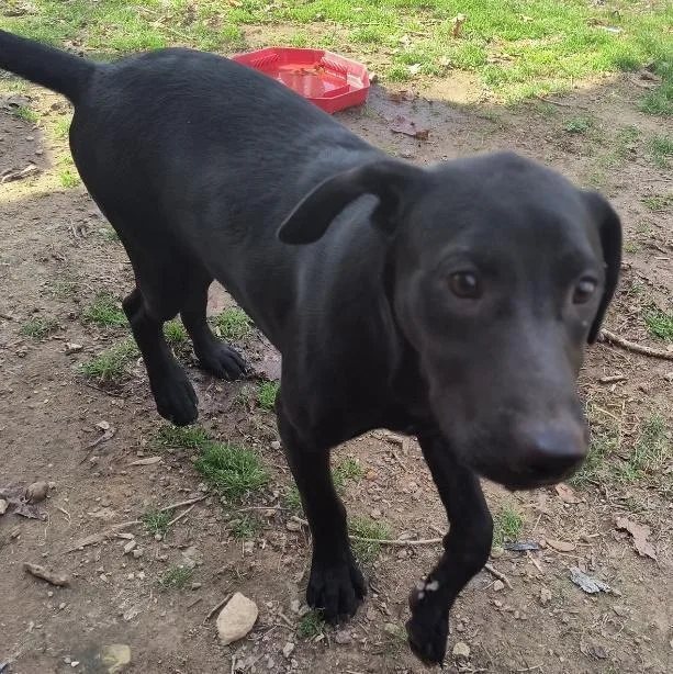 A baby large-sized male Labrador Retriever dog named Duke Sprout for adoption in Waunakee, WI