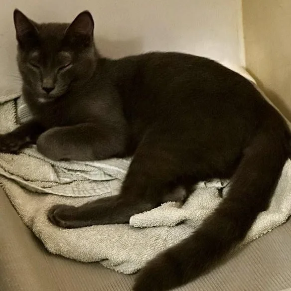 A baby medium-sized male Gray / Blue / Silver Russian Blue cat named Dorian Handsome Russian for adoption in Hoquiam, WA