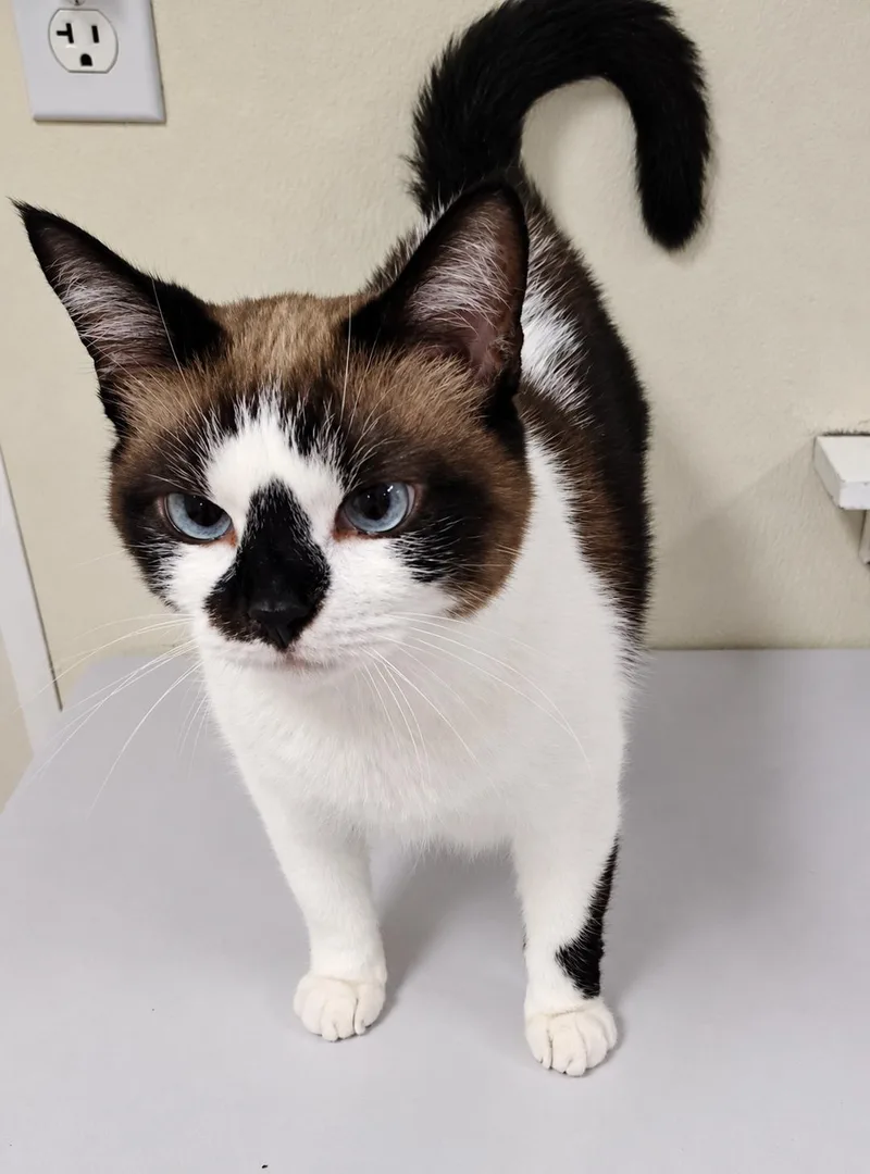 A young medium-sized male Domestic Short Hair cat named Chili for adoption in Dillsburg, PA