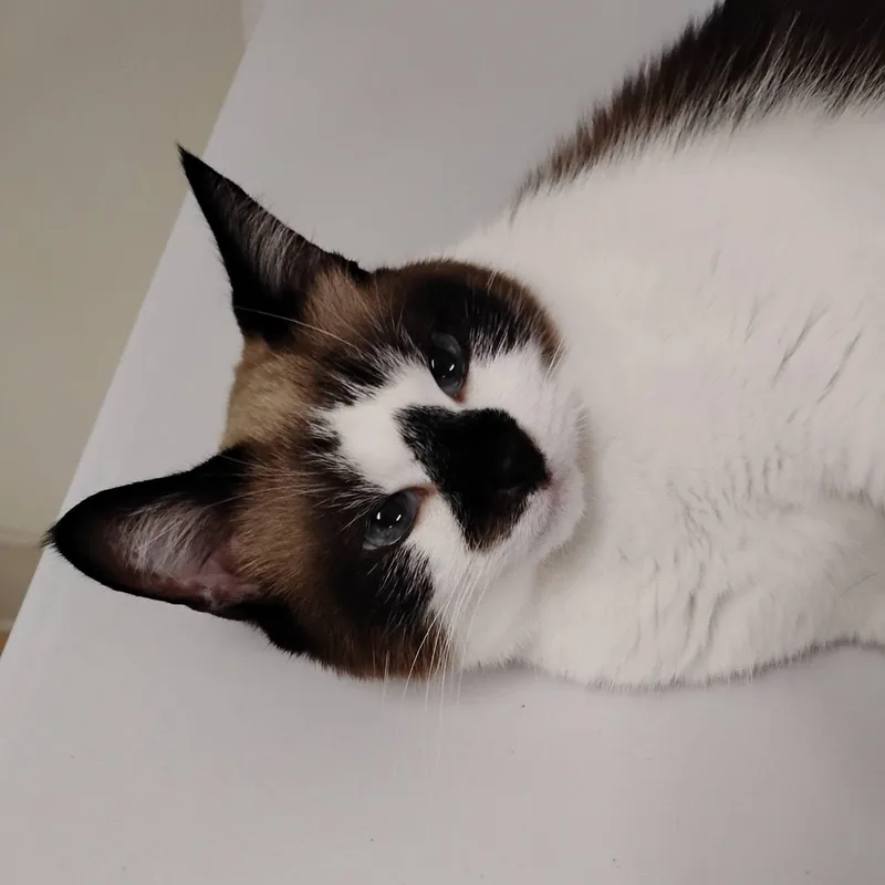 Chili thumbnail 2
