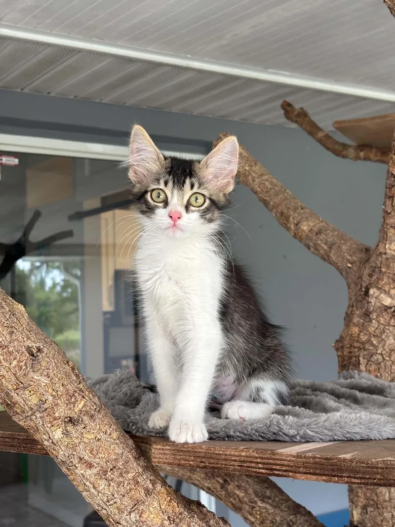 A baby small-sized female White Domestic Medium Hair cat named Litten for adoption in Myakka City, FL