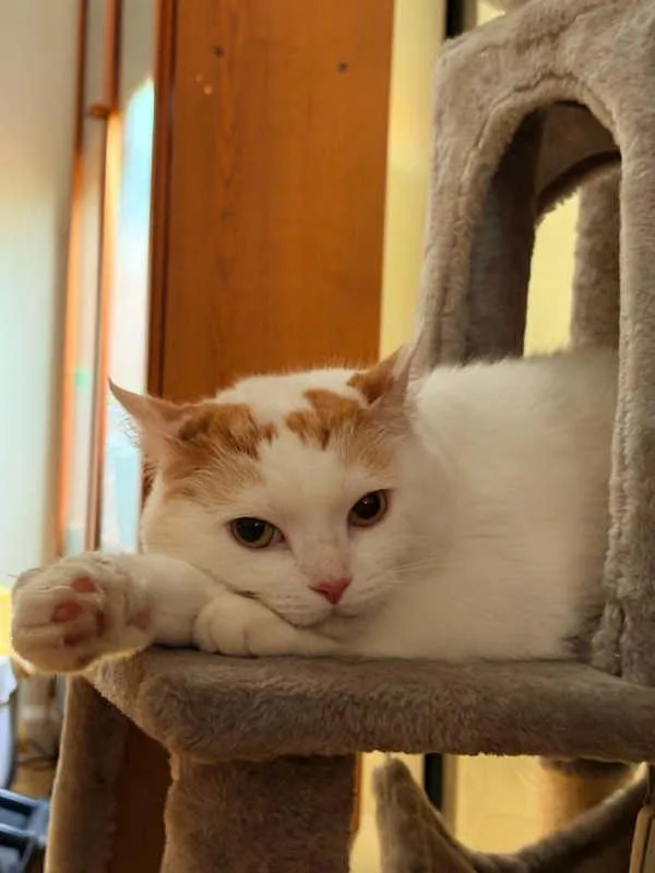 A senior medium-sized female Domestic Short Hair cat named Ruby for adoption in New York, NY