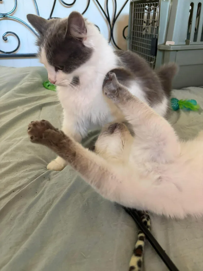 Eyre And Bronte thumbnail 4