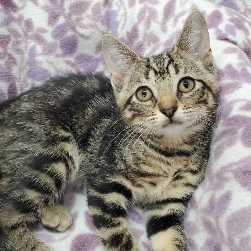A baby medium-sized female Brown / Chocolate Domestic Short Hair cat named Rune for adoption in Ottawa, IL