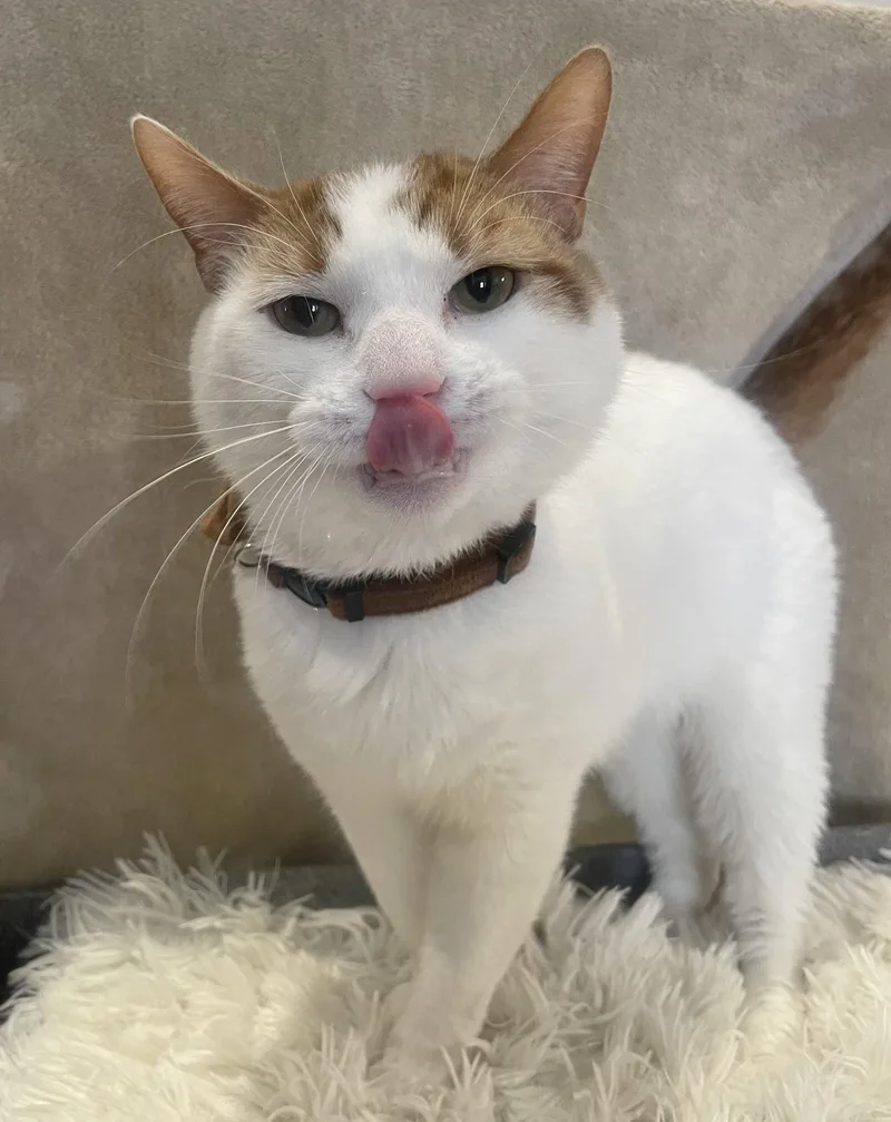 Christmas thumbnail 2