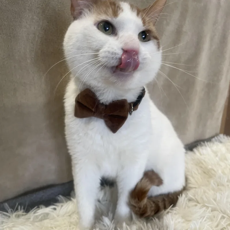 Christmas thumbnail 3