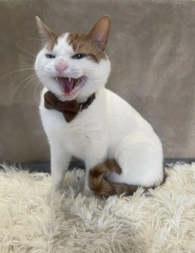 Christmas thumbnail 4