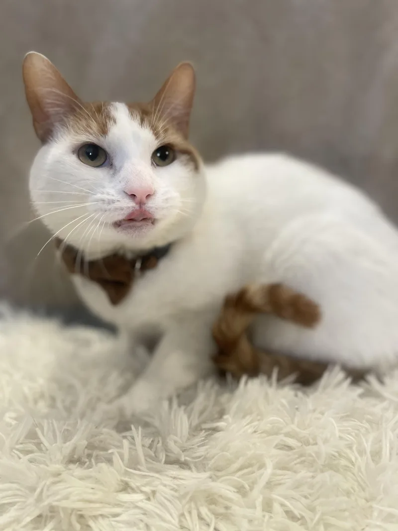 Christmas thumbnail 5