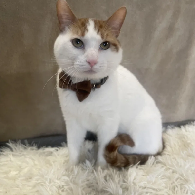 Christmas thumbnail 6