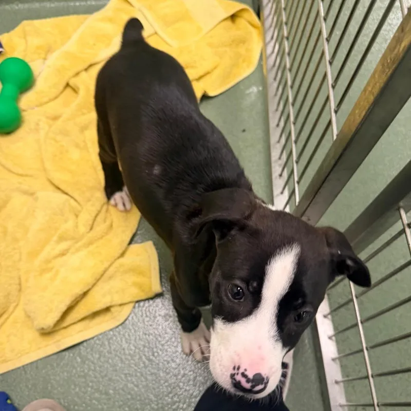 A baby medium-sized female Black Mixed Breed dog named Eleanor for adoption in West Palm Beach, FL
