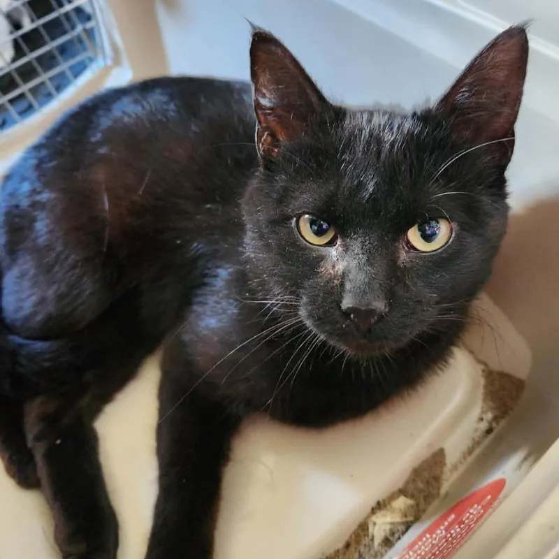 An adult small-sized male Black Domestic Short Hair cat named Batman for adoption in Wadena, MN