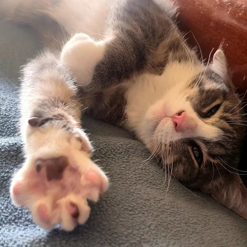 A baby small-sized male Tabby (Gray / Blue / Silver) Domestic Short Hair cat named Grover BrasuellGrey for adoption in Morrison, CO