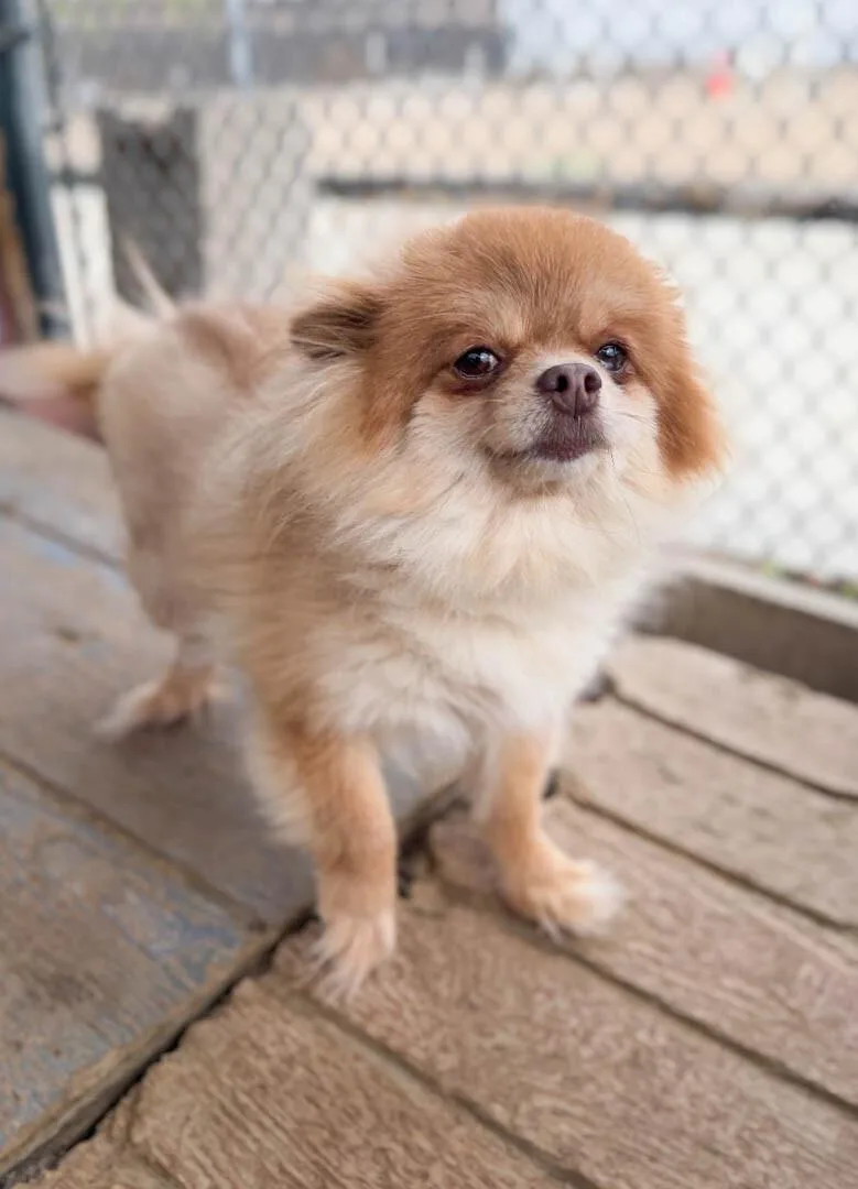 An adult small-sized female Pomeranian dog named Tater for adoption in Windsor, CO