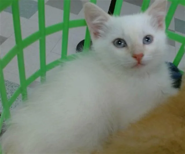 A baby small-sized male Domestic Short Hair cat named Snowball for adoption in Oklahoma City, OK