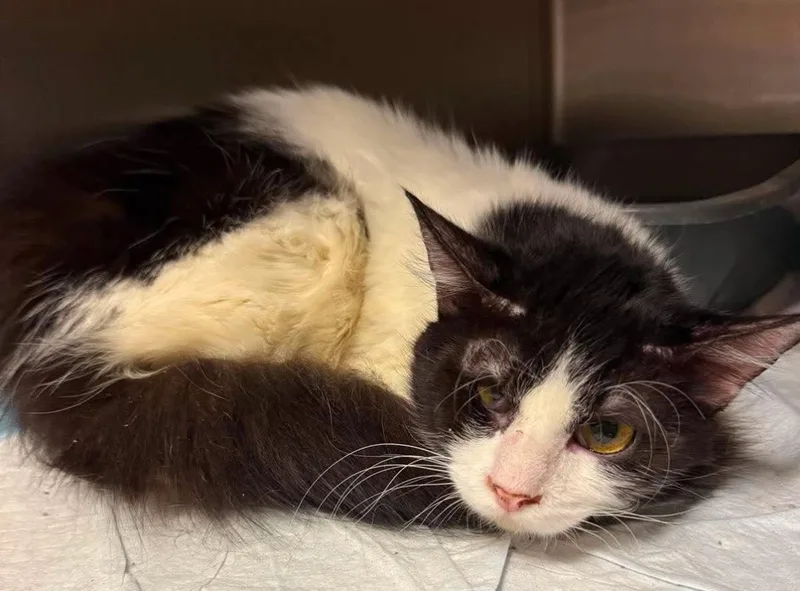 An adult medium-sized male Black Domestic Medium Hair cat named William for adoption in Rockwall, TX