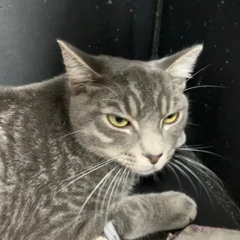 A young medium-sized male Gray / Blue / Silver Domestic Short Hair cat named Julien for adoption in La Grange, KY