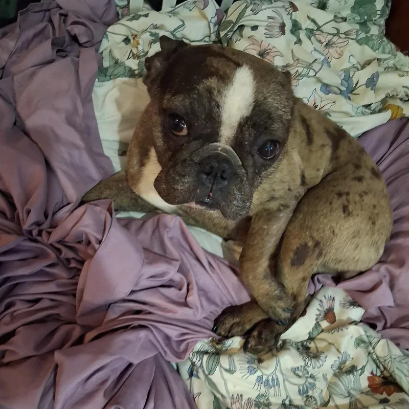 An adult small-sized female Sable French Bulldog dog named Cookie for adoption in Lynchburg, VA