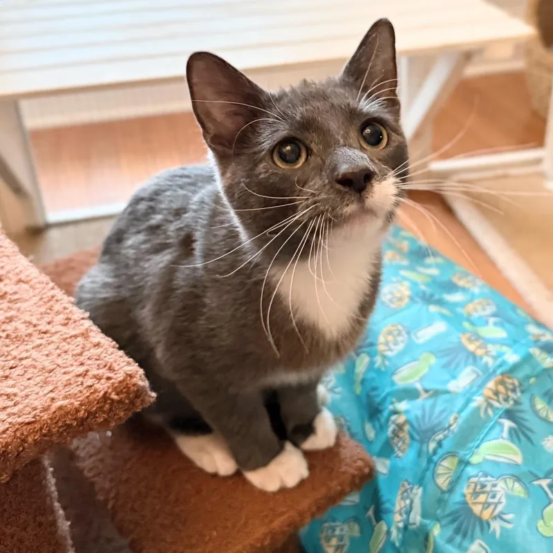 A baby medium-sized male White Domestic Short Hair cat named Navy...bonded with Starsky for adoption in Murfreesboro, TN