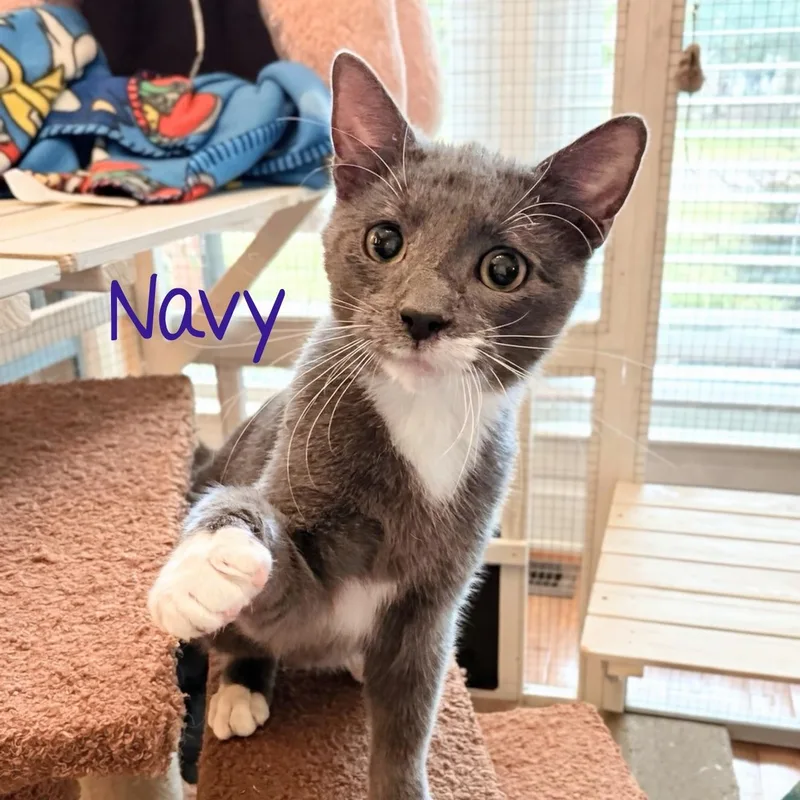 Navy...bonded with Starsky thumbnail 3