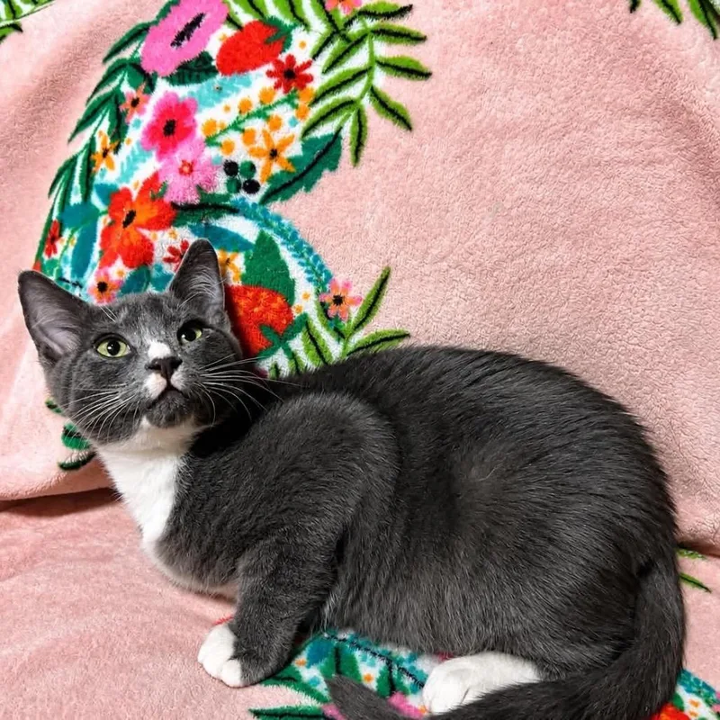A baby small-sized male Domestic Short Hair cat named Lightning McQueen for adoption in Woodstock, GA