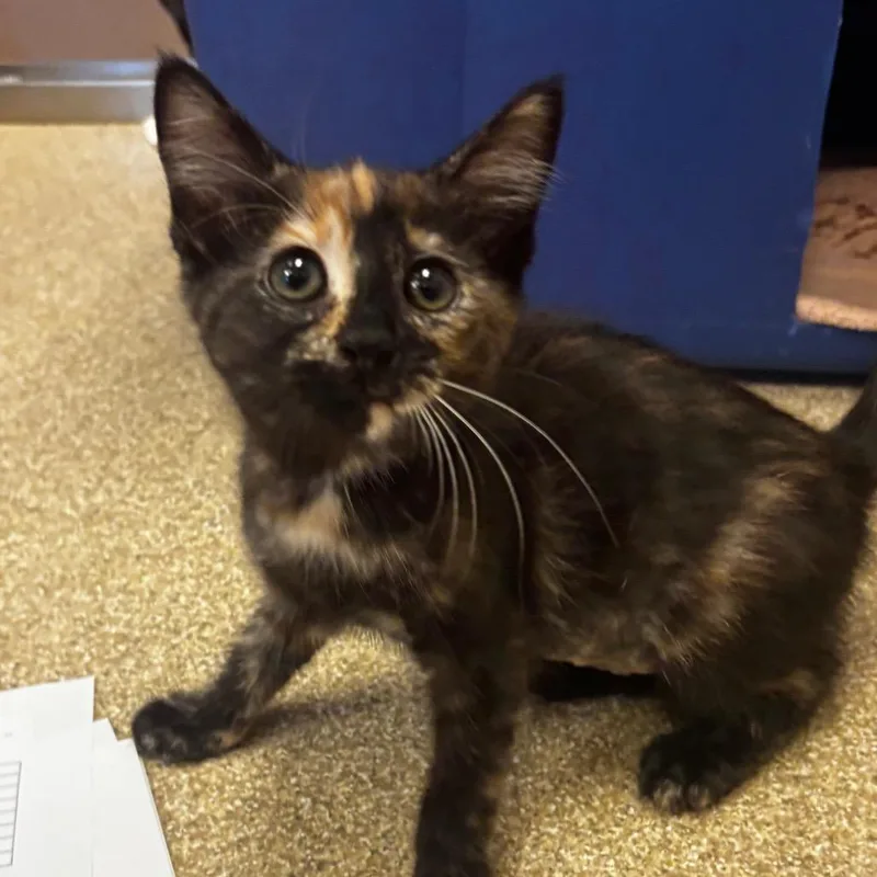 A baby small-sized female Black Domestic Short Hair cat named Cinnamon for adoption in Bristol, IN