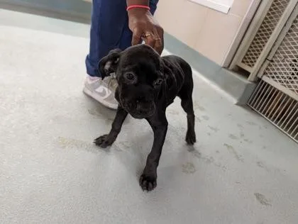 A baby small-sized female Hound dog named Francis for adoption in New Orleans, LA