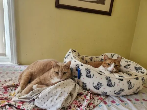A senior large-sized male Domestic Short Hair cat named Murray for adoption in Berkeley Heights, NJ