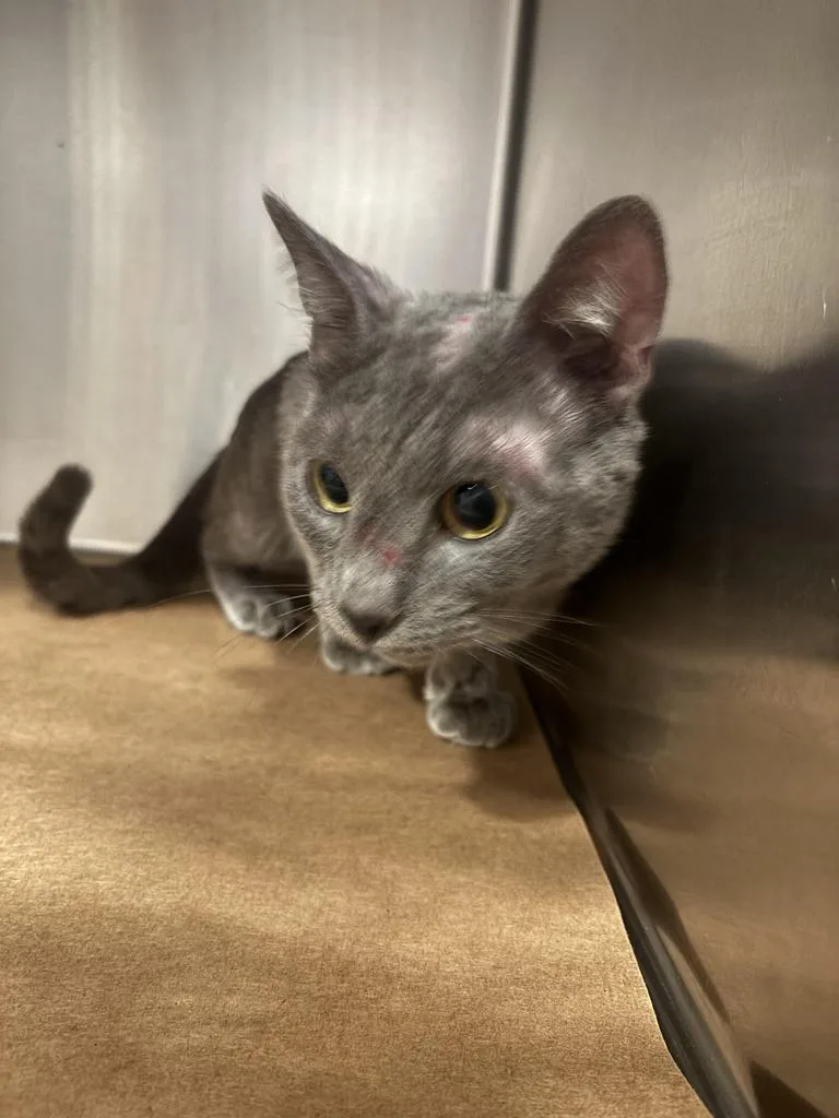 An adult large-sized male Domestic Short Hair cat named Hawk for adoption in Cartersville , GA