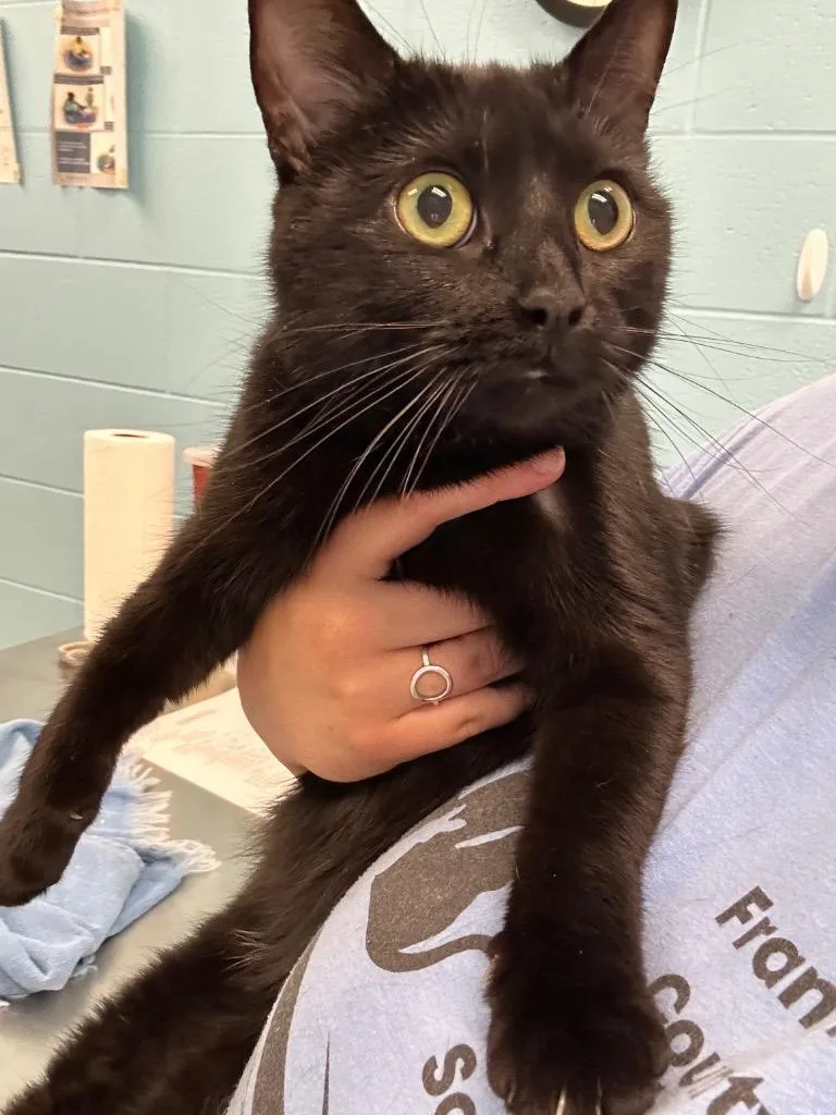 An adult medium-sized female Black Domestic Short Hair cat named Nico for adoption in Frankfort, KY
