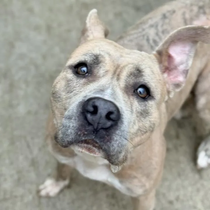 An adult medium-sized female Yellow / Tan / Blond / Fawn Pit Bull Terrier dog named Yolko Ono for adoption in Northbrook, IL