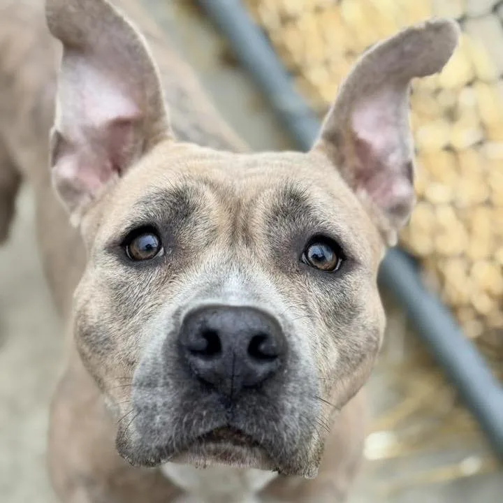 Yolko Ono thumbnail 2