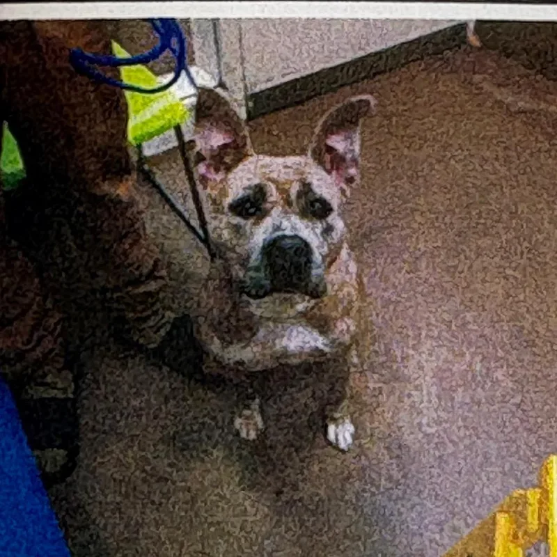 Yolko Ono thumbnail 3